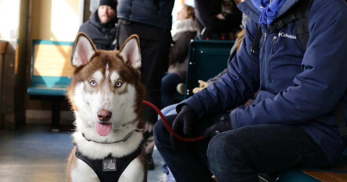 Peut On Survivre Sous Un Train Voyager en train avec son chien