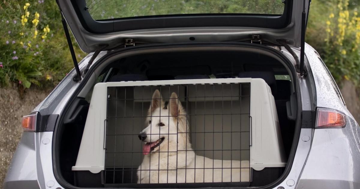 Cage XXL double avec séparation pour Chiens