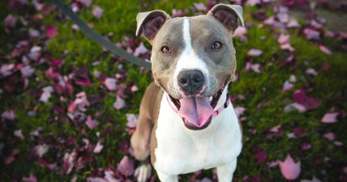 Comment voyager avec un chien catégorie 1 ou 2 Comment voyager avec un chien catégorie 1 ou 2