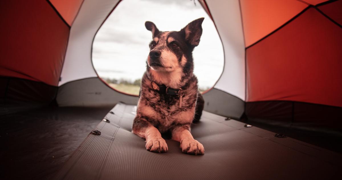 Les 10 campings les plus dogfriendly en France