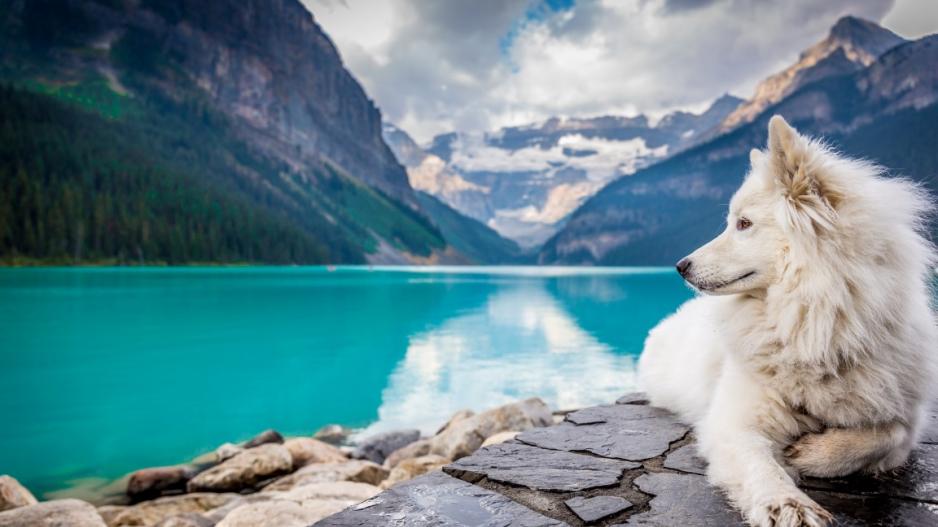 chien au bord d'un lac chien au bord d'un lac