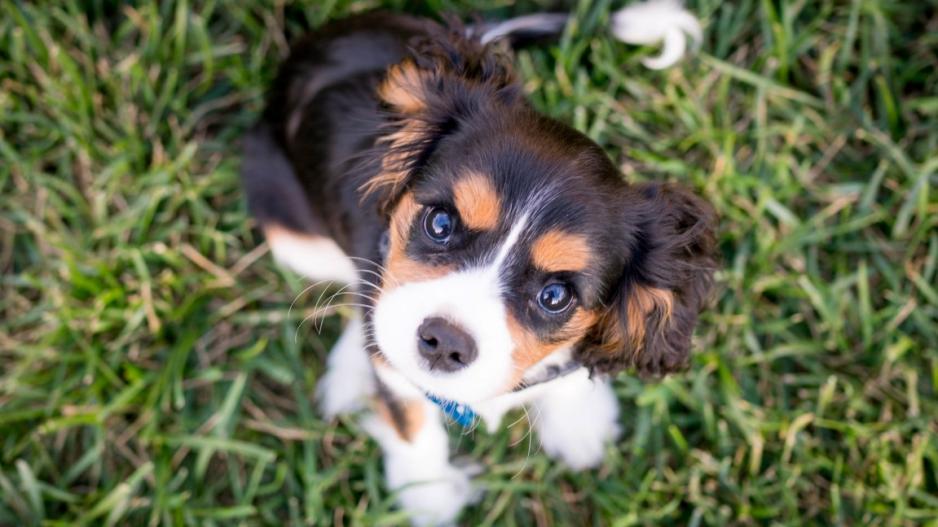 chiot dans l'herbe chiot dans l'herbe