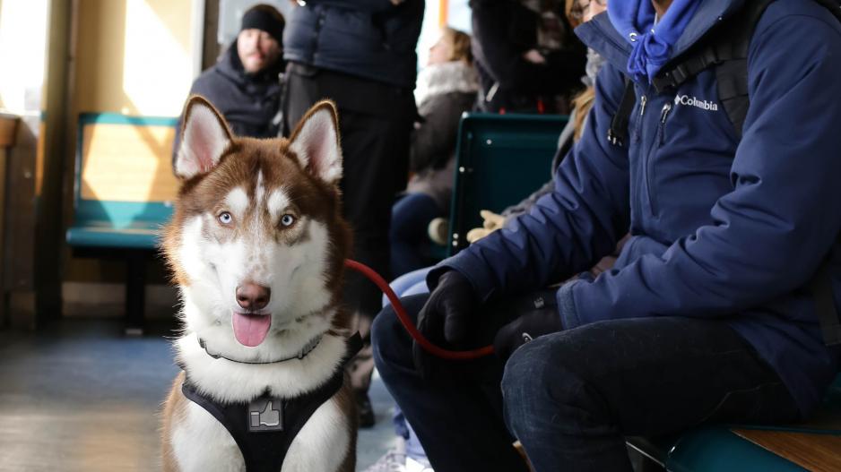 voyager en train avec son chien voyager en train avec son chien
