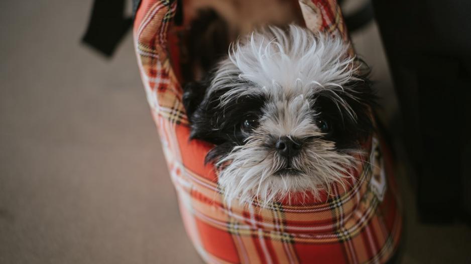 sac pour chien sac pour chien
