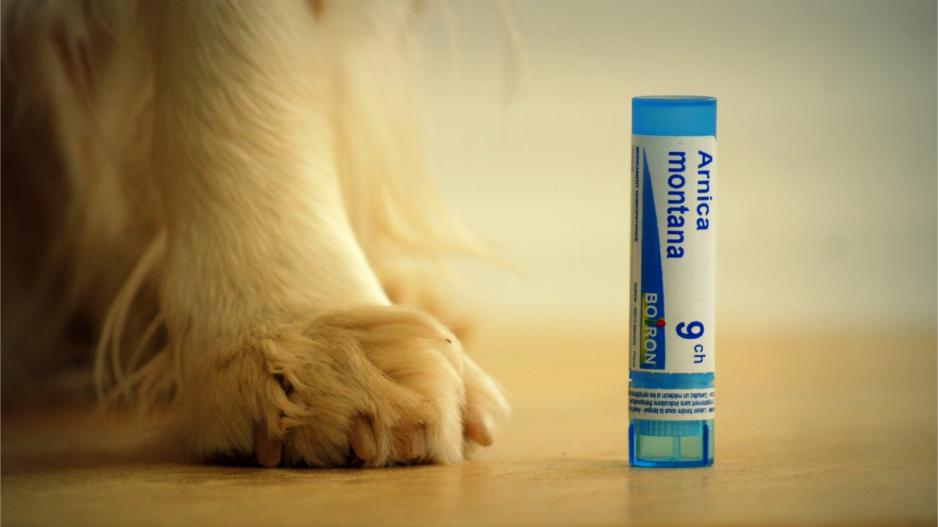 homéopathie chien