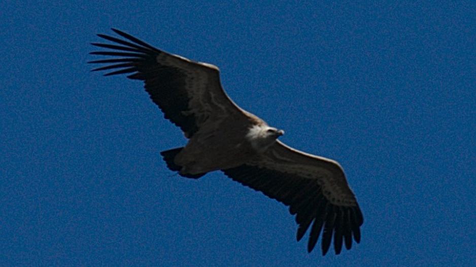 vautour vautour