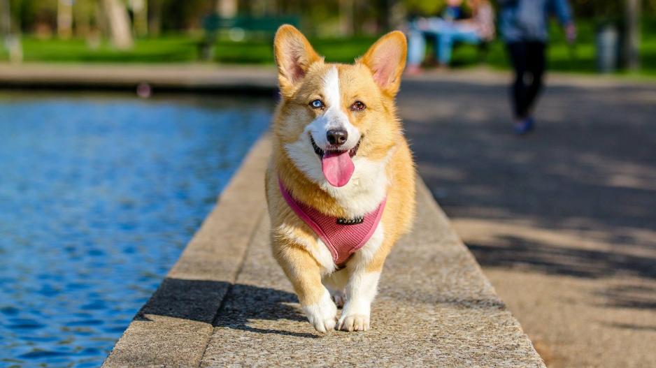 corgi corgi