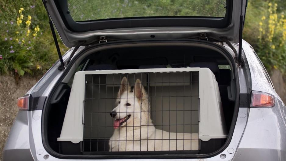 Cage de transport TRIP~CAR® de coffre voiture pour Chat et Chien