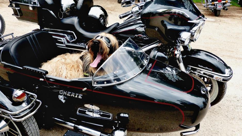 Comment transporter son chien en deux roues ?