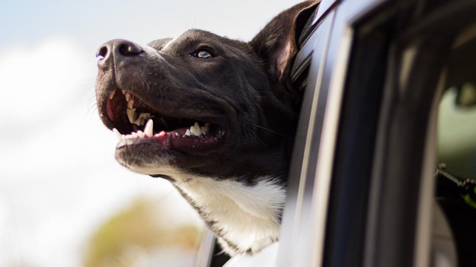 chien voiture chien voiture