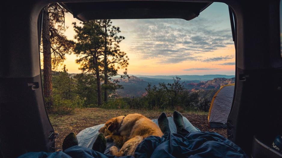 chien camping-car chien camping-car