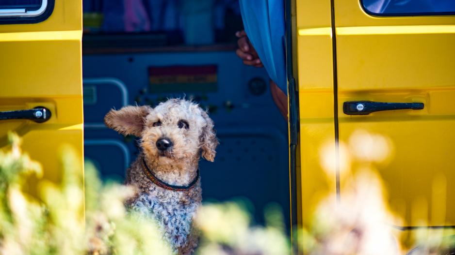 voyage chien voyage chien