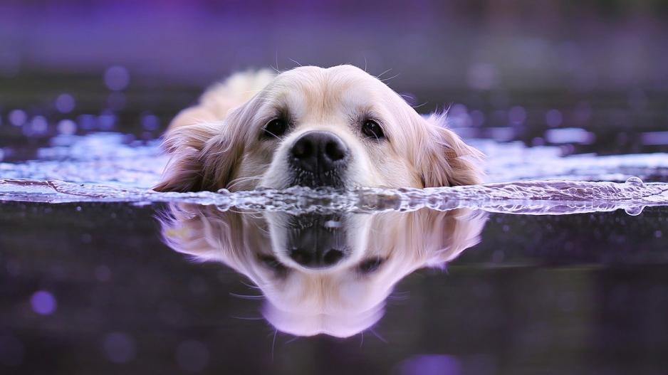 chien qui nage chien qui nage
