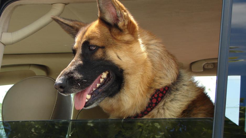 chien voiture chien voiture