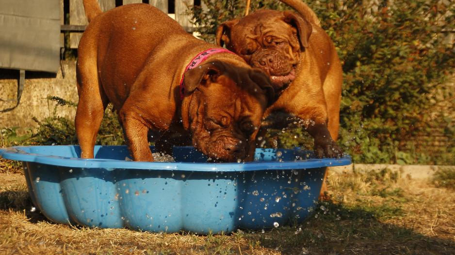 chiens eau chiens eau