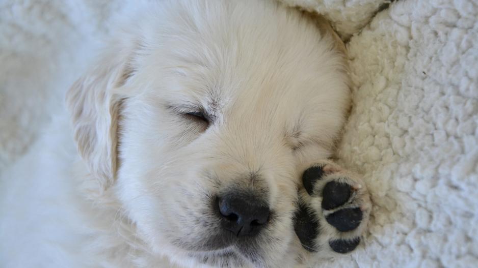 chiot chiot