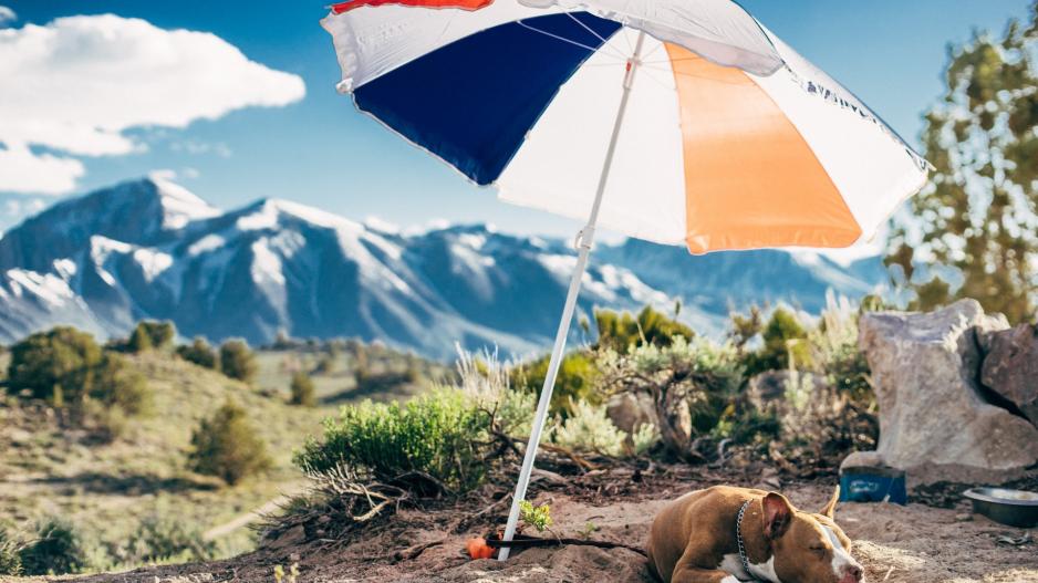 chien été chien été