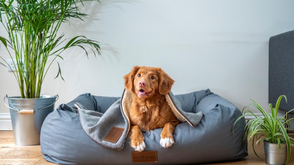 chien panier chien panier