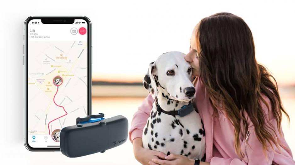 gps chien gps chien