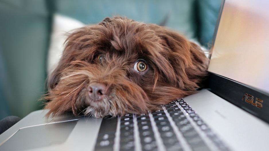 chien ordinateur chien ordinateur