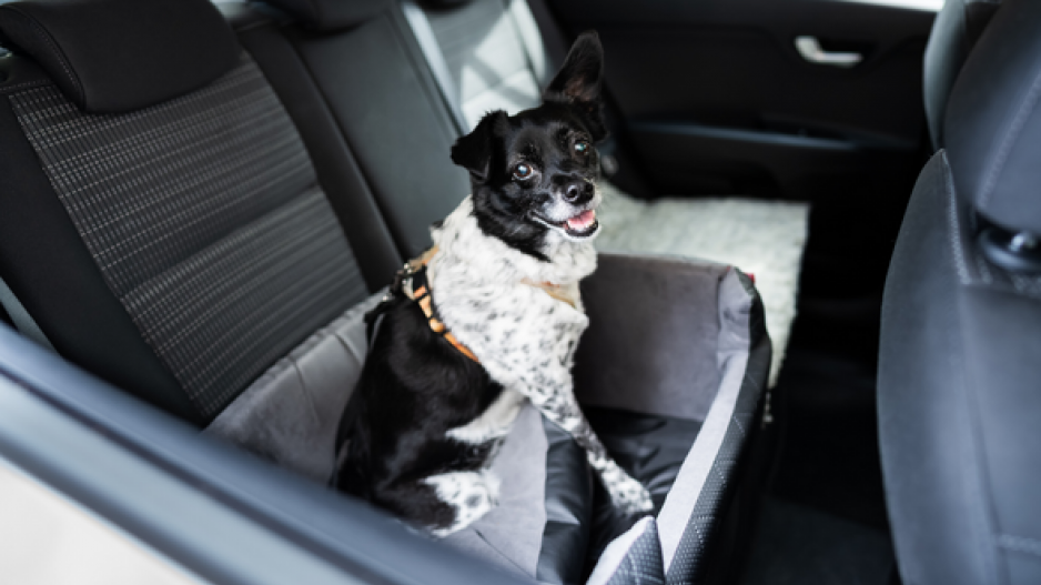 Ceinture de sécurité voiture pour chien