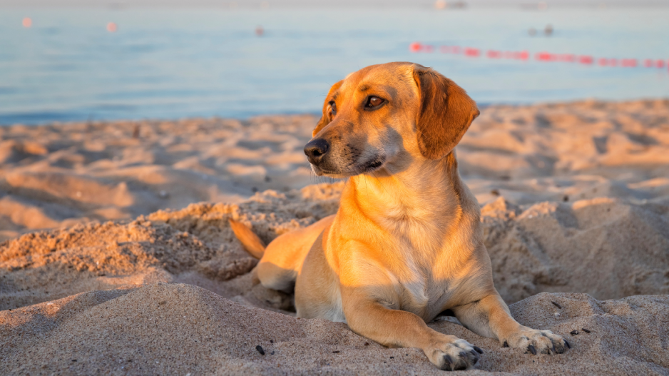 chien plage chien plage