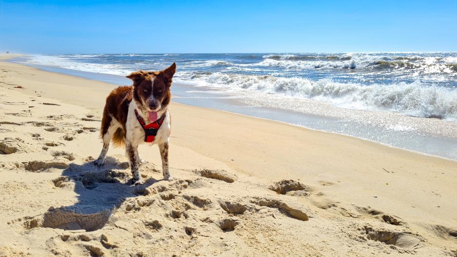 chien sur la plage chien sur la plage