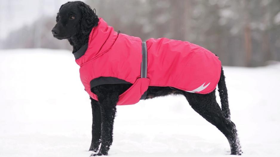 chien dans la neige chien dans la neige