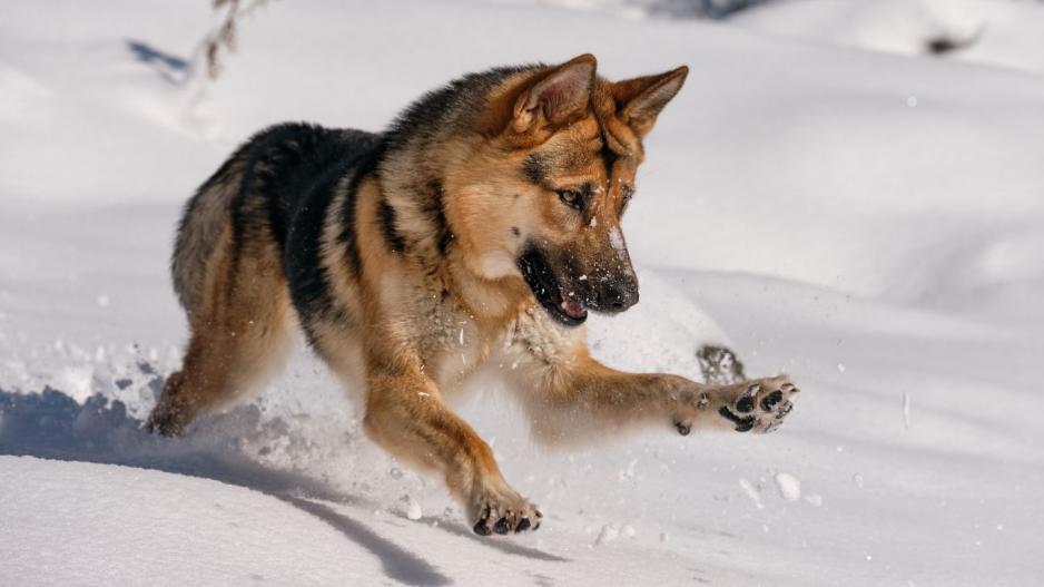 chien dans la neige chien dans la neige
