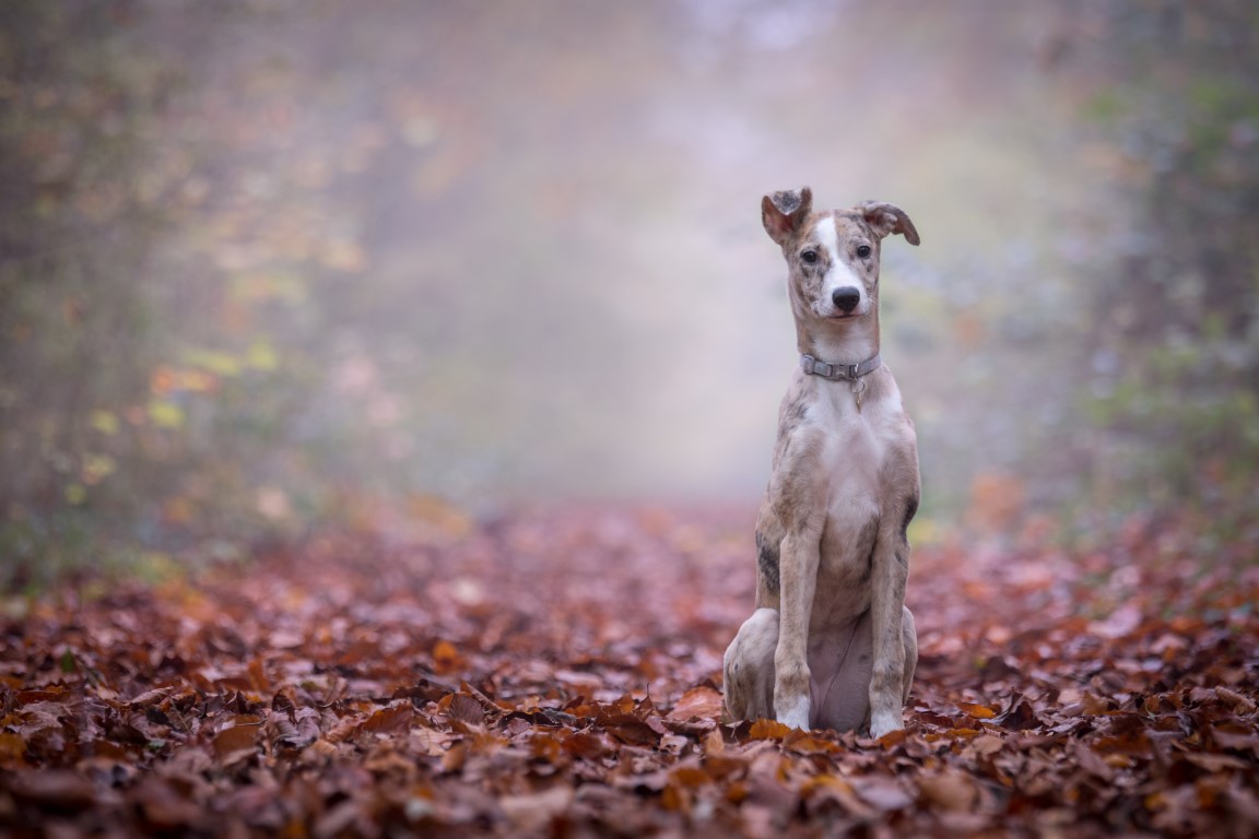 L'identification de son chien