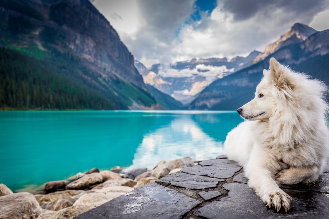 Partir au Canada avec son chien
