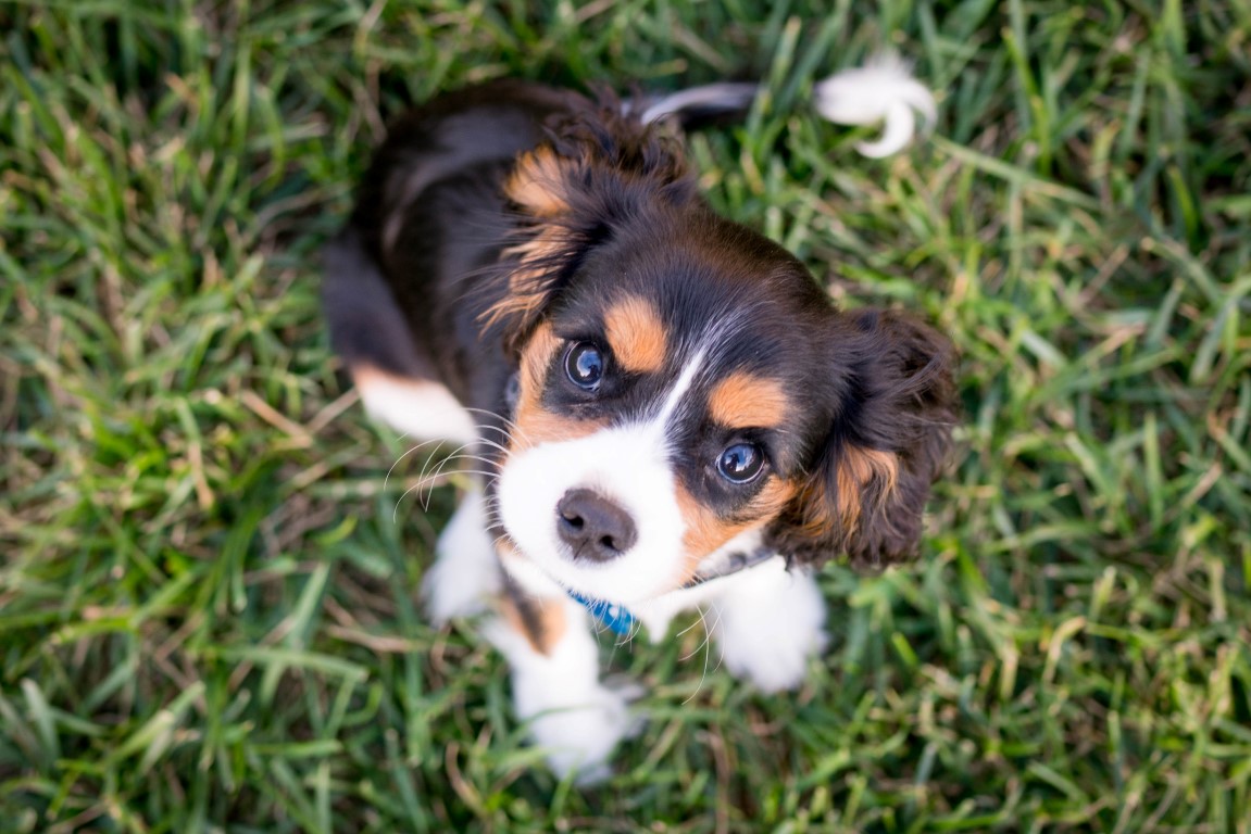 Les vaccins du chien