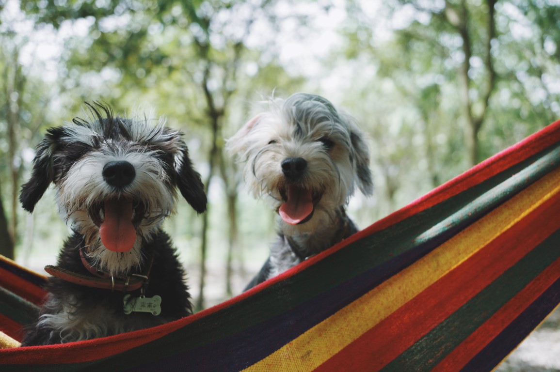La check-list du chien voyageur