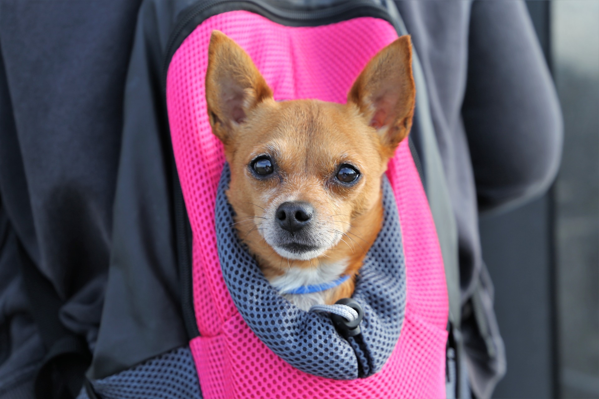 Le sac de transport pour chien en cabine d'avion