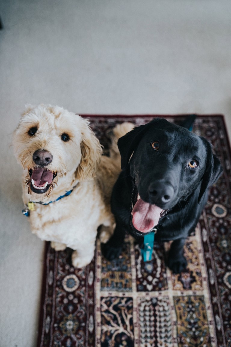 Les familles d'accueil pour chiens
