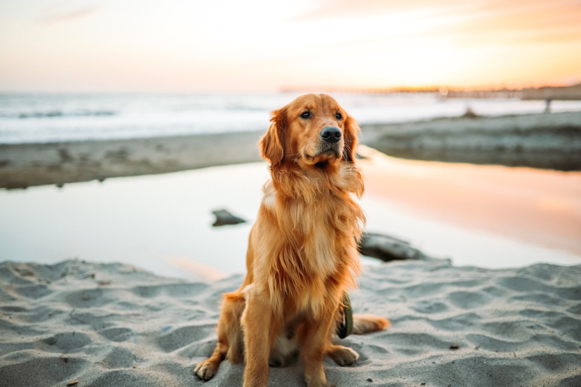Le mal des transports du chien en voiture