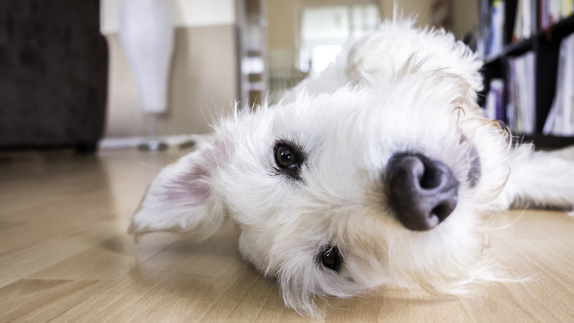 Comment occuper son chien en voyage