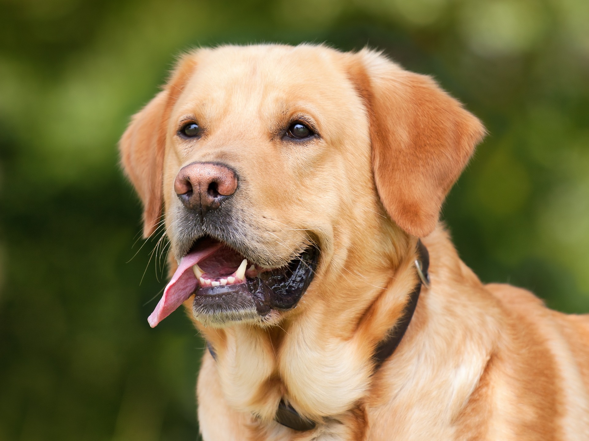 Les échanges de garde d'animaux