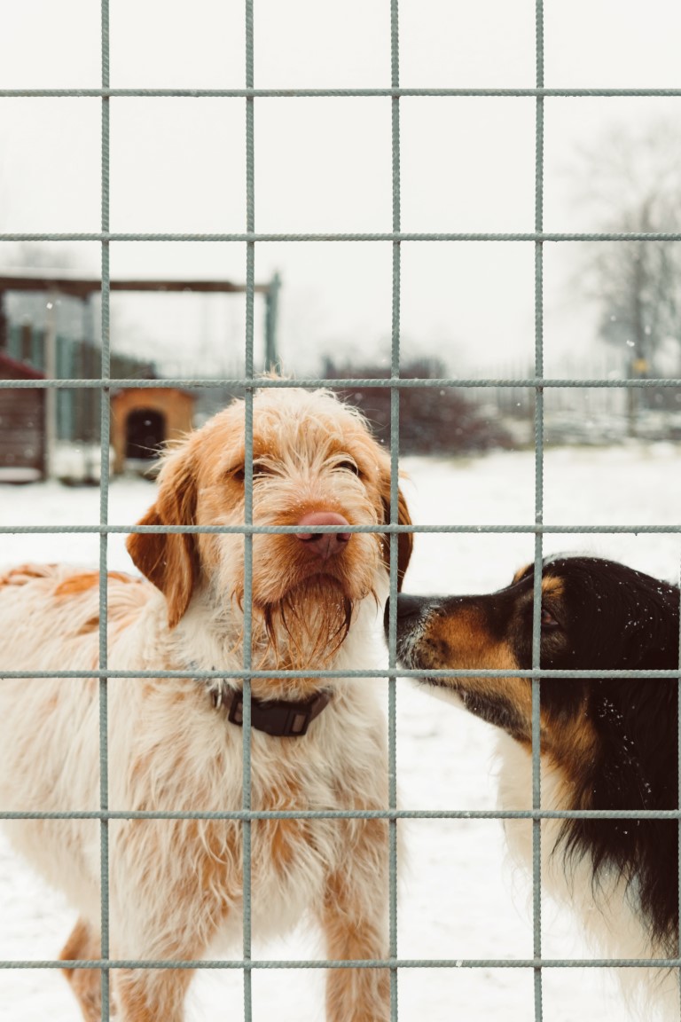 Les pensions pour chiens