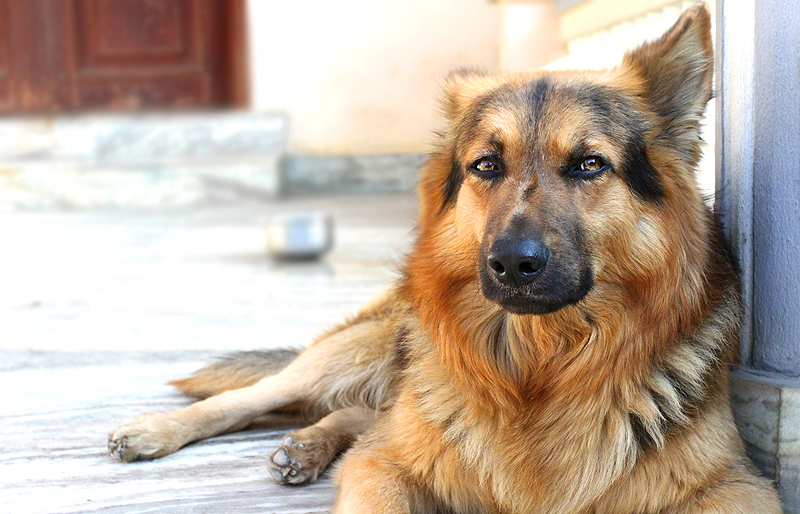 Visites à domicile : faire appel à un dog sitter