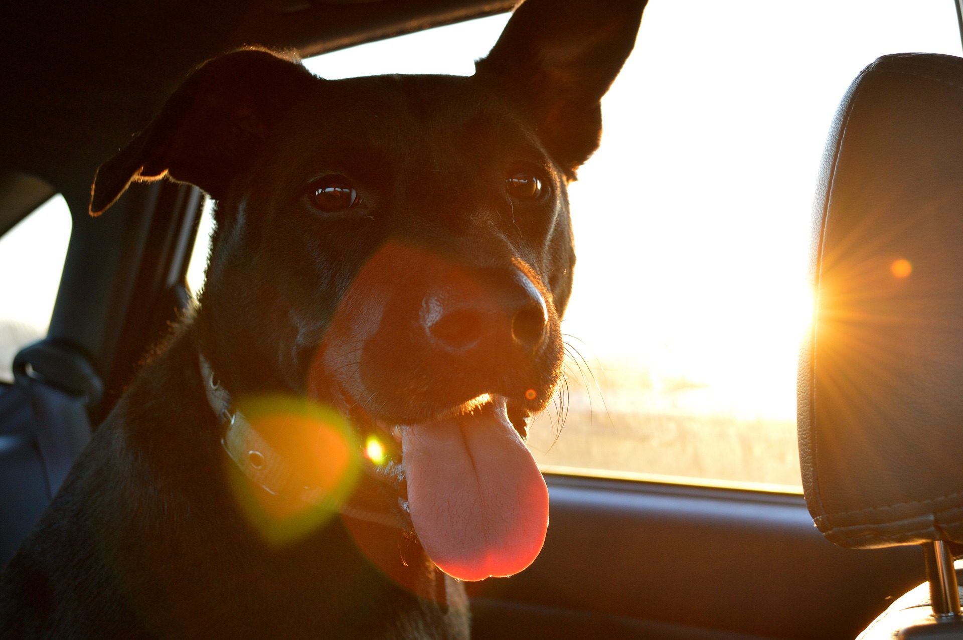 Législation du transport du chien en voiture