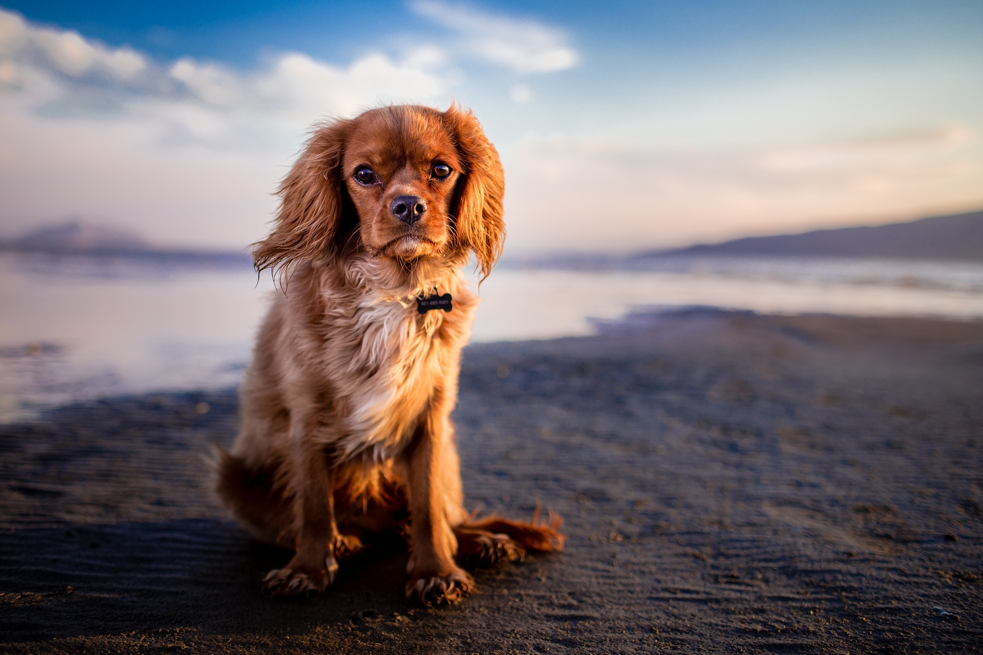 Prendre l'avion avec son chien : le départ !