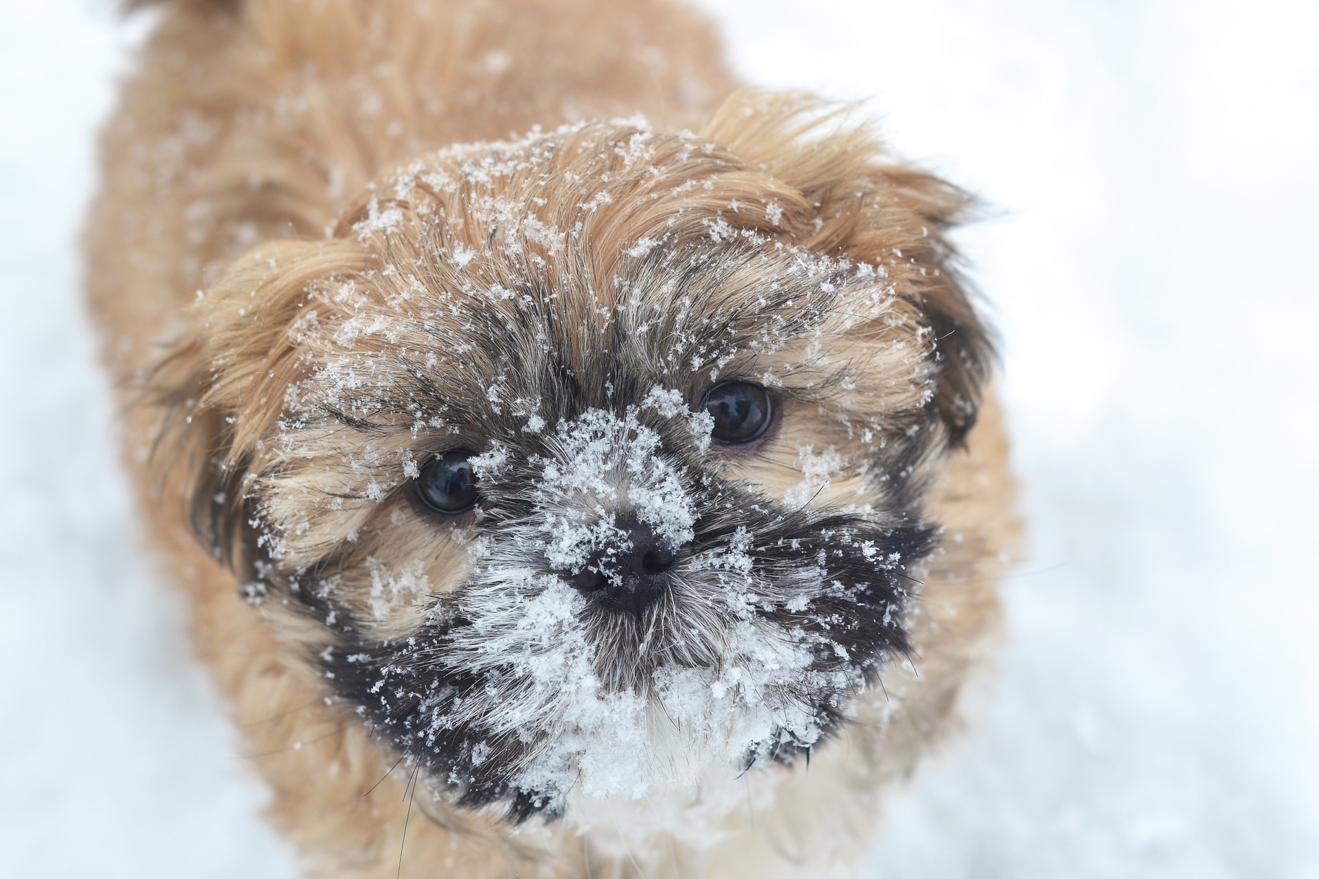 Protéger son chien du froid à la neige