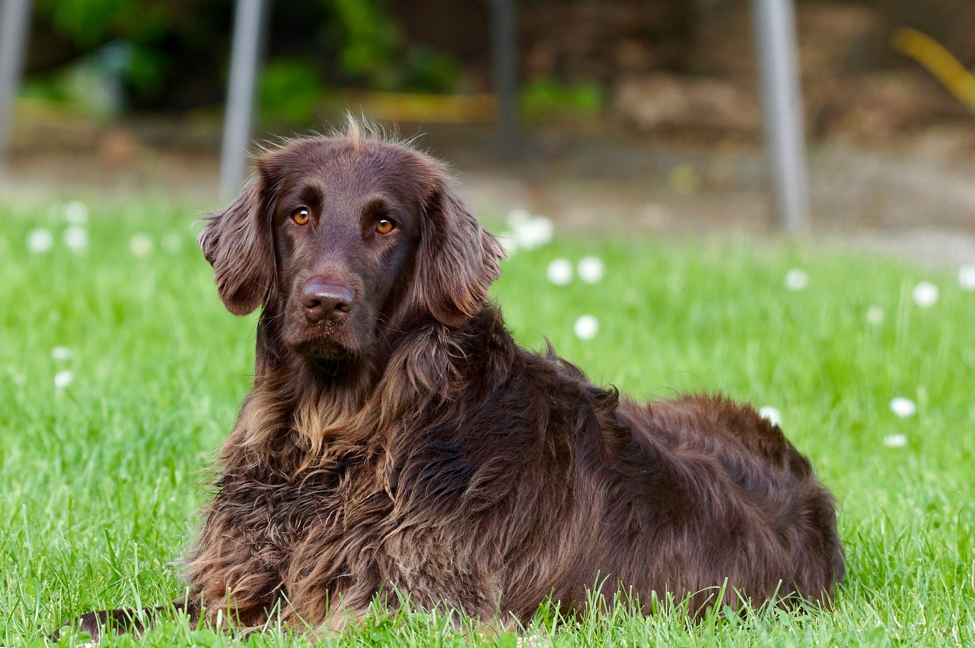 Voyager en avion avec son chien : choisir son vol