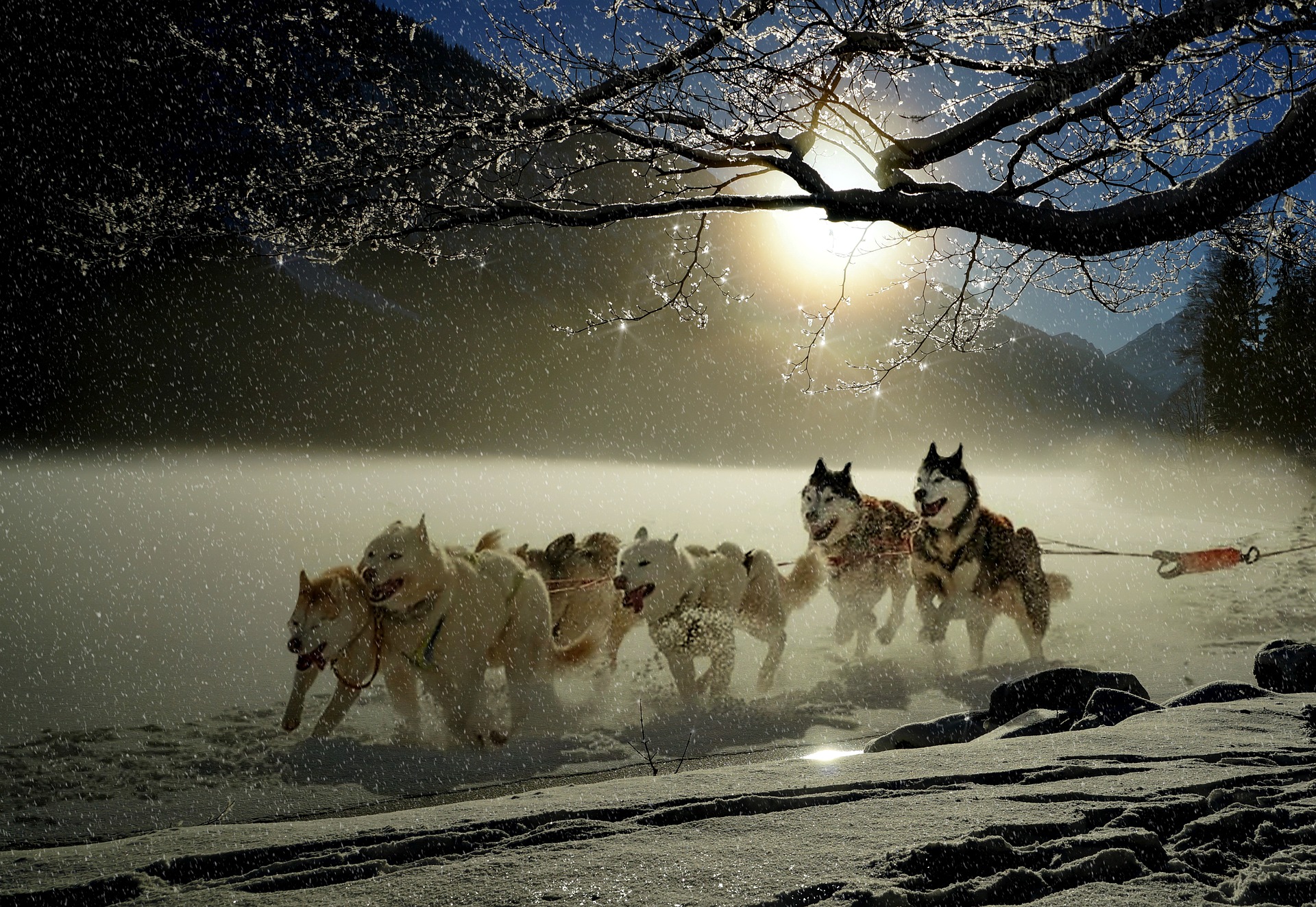Sports d'hiver : le traîneau à chiens