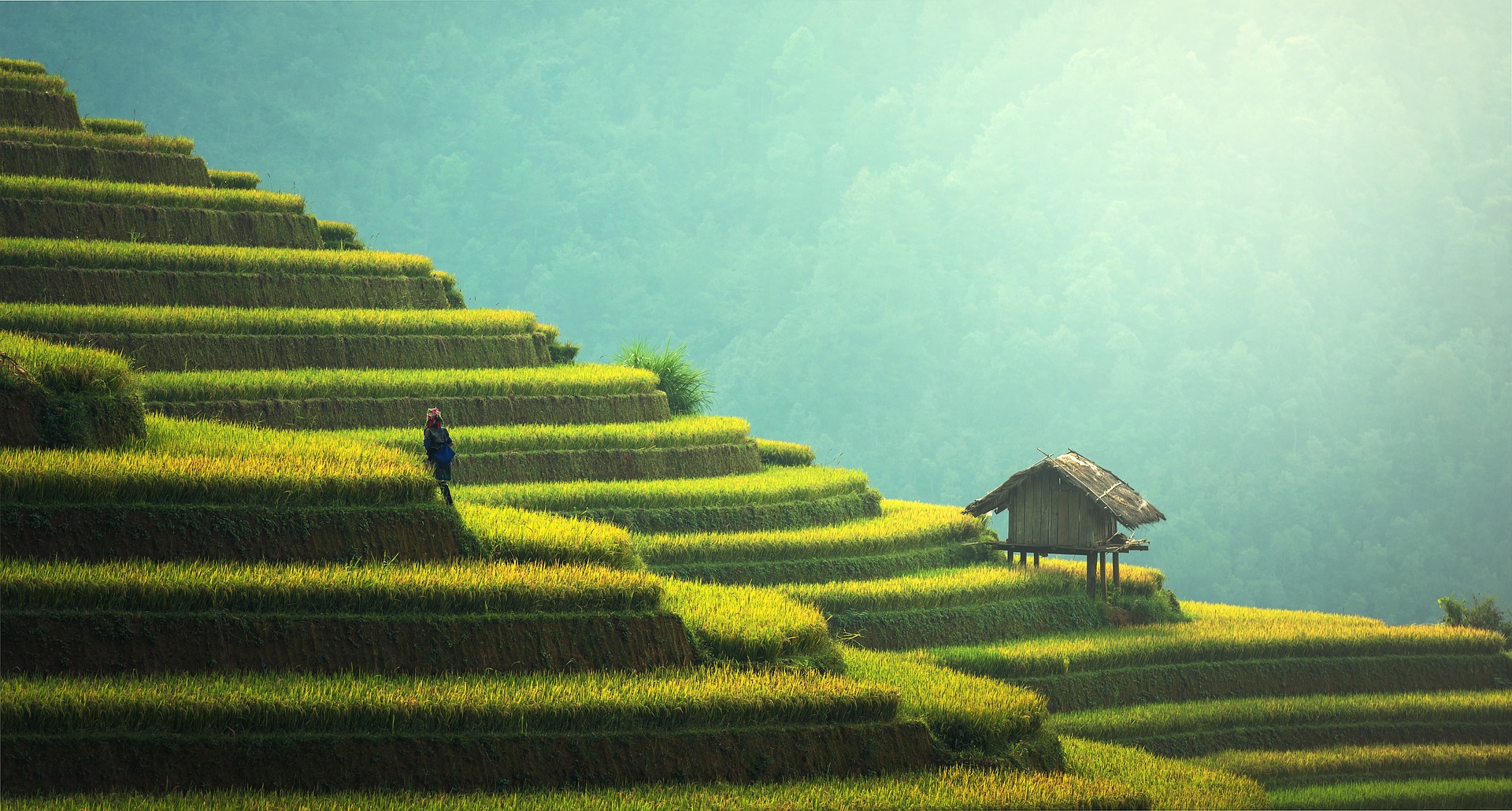 Partir en Thaïlande avec son chien
