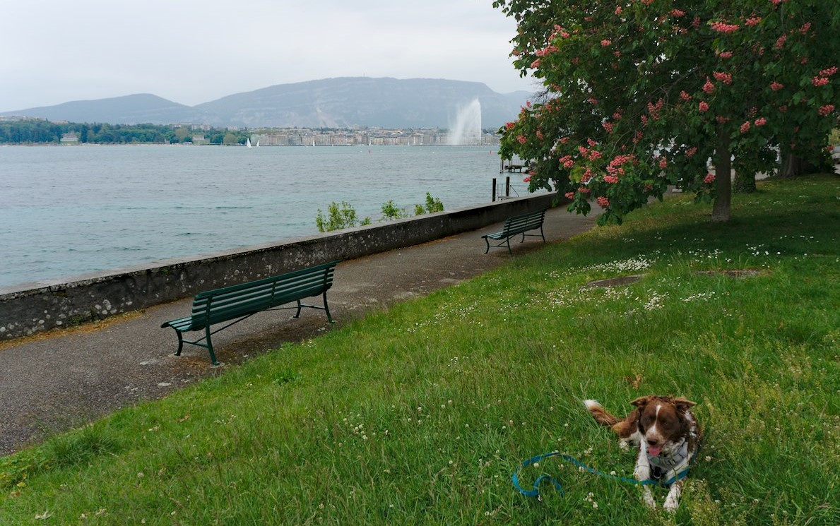 Partir en Suisse avec son chien