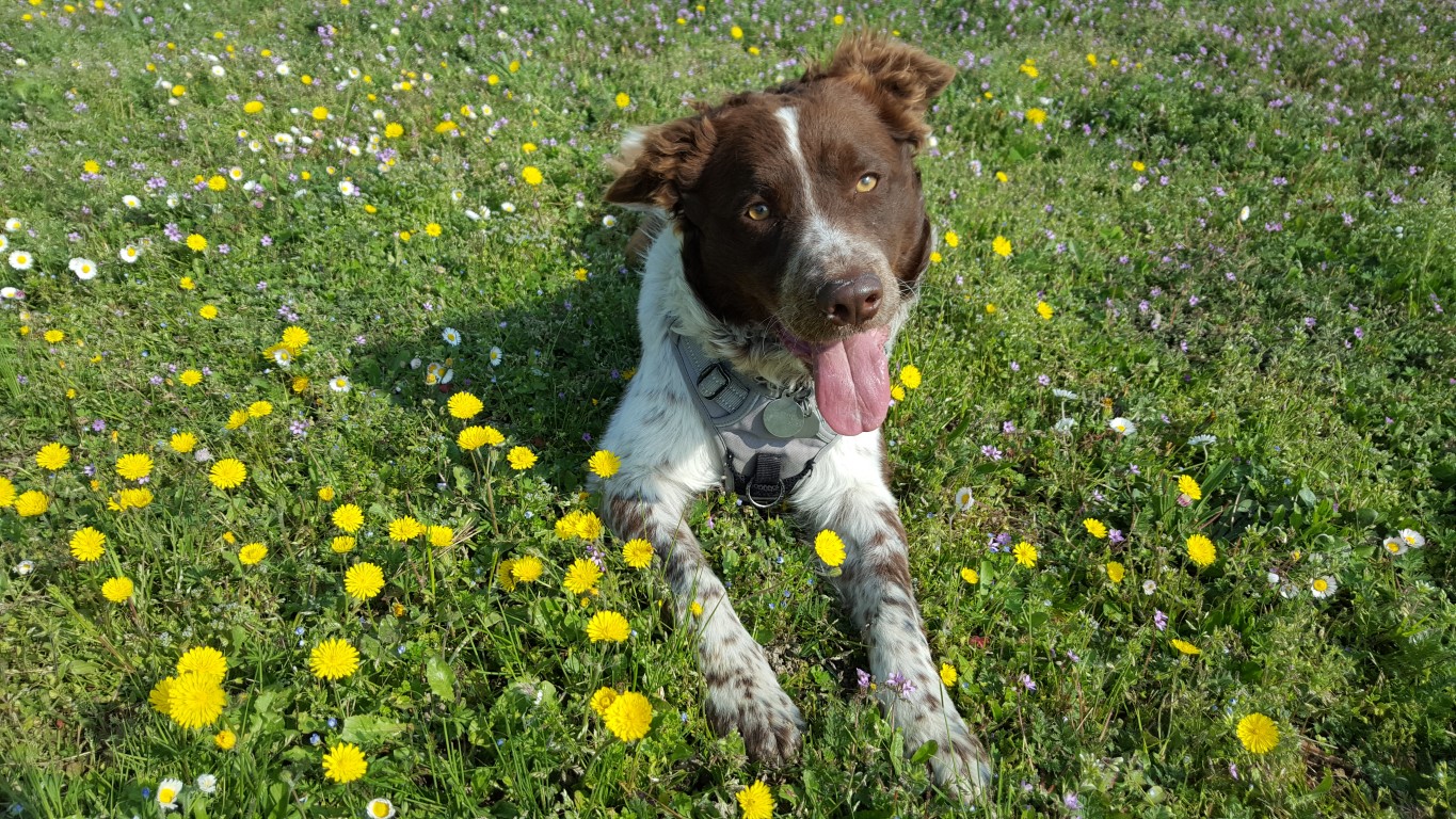 Conseils pour des vacances sereines avec son chien