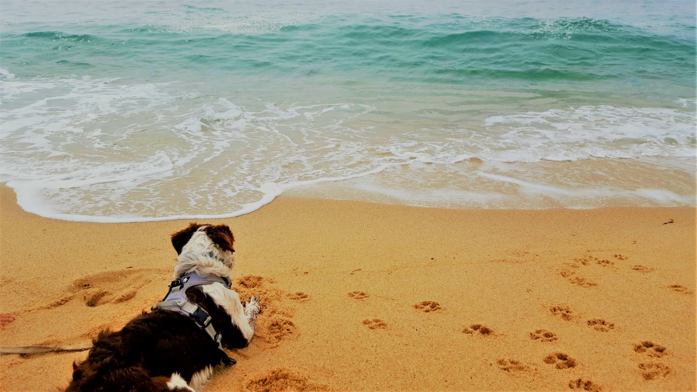 Partir à la mer avec son chien