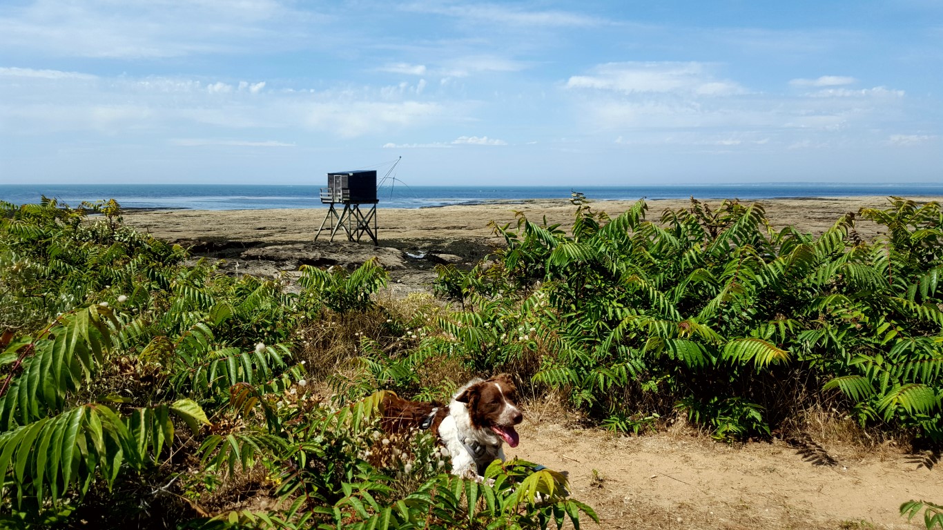La Loire Atlantique avec son chien